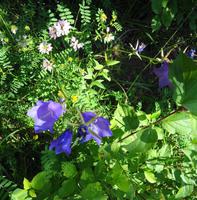 Blumen am Wegesrand 