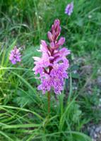Blumen am Wegesrand 