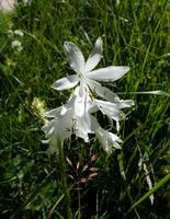 Blumen am Wegesrand 