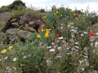 Blumen am Wegesrand
