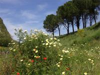 Blumen bei Gerace