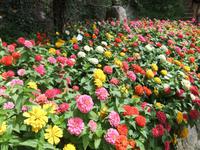 Blumenmeer