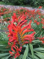 Blumenmeer