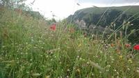 Blumenpracht im Gargano