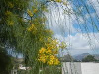 Blumenpracht