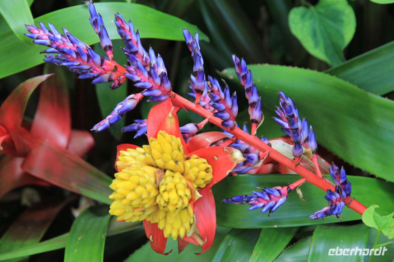 Botanischer Garten 