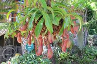Botanischer Garten 