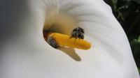 Calla mit Besuchern