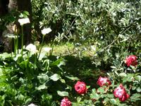 Calla und Rosen