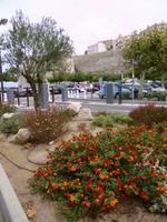 Calvi