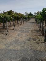 Cantina del Vesuvio