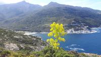 Cap Corse (Strand von Giottani)