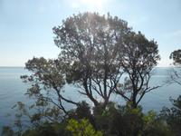 Cap Corse