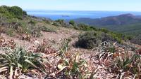 Cap Corse
