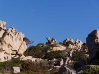 Capo Testa (Frosch)