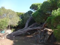 Caprera Insel 