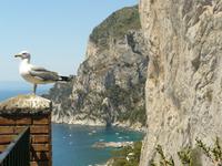 Capri 3