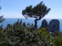 Capri 6
