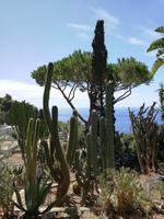 Capri