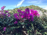 Capri