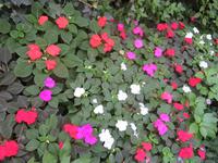 Capri_1