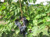 Chiantiwein