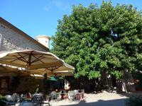 Cilento, Accioroli, Riesengummibaum