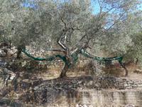 Cilento, Olivenhain am Monte Stella