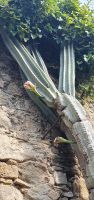 Cilento, Pollica, Riesen Kaktus mit Blüten