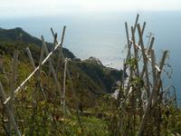 Cinque Terre 10