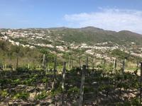 DURCH DIE WEINBERGE