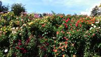 Dahlien
