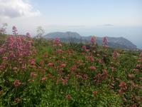 De Blumen