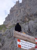 Dohle am Rosengarten