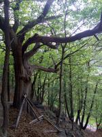 EIn Baum
