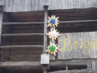 Edelweiß in Sottoguda 