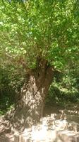 Ein 400 Jahre alter Maulbeerbaum 