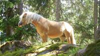 Ein Weggefährte im Wald...