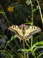 Ein seltener Schwalbenschwanz Schmetterling auf dem Sentiero dell Orso