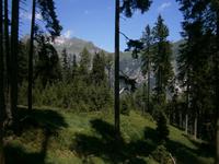 Eindruck im Wald.