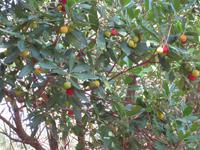 Erdbeerbaum