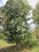 Eukalyptus