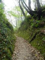 Falanga-Wald