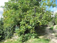 Feigenbaum