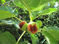 Feigenbaum