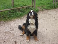 Felixer Alm