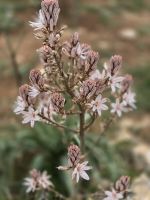 Flora bei Matera