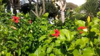 Forio, Botanischer Garten La Mortella