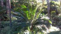 Forio, Botanischer Garten La Mortella