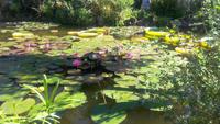 Forio, Botanischer Garten La Mortella
